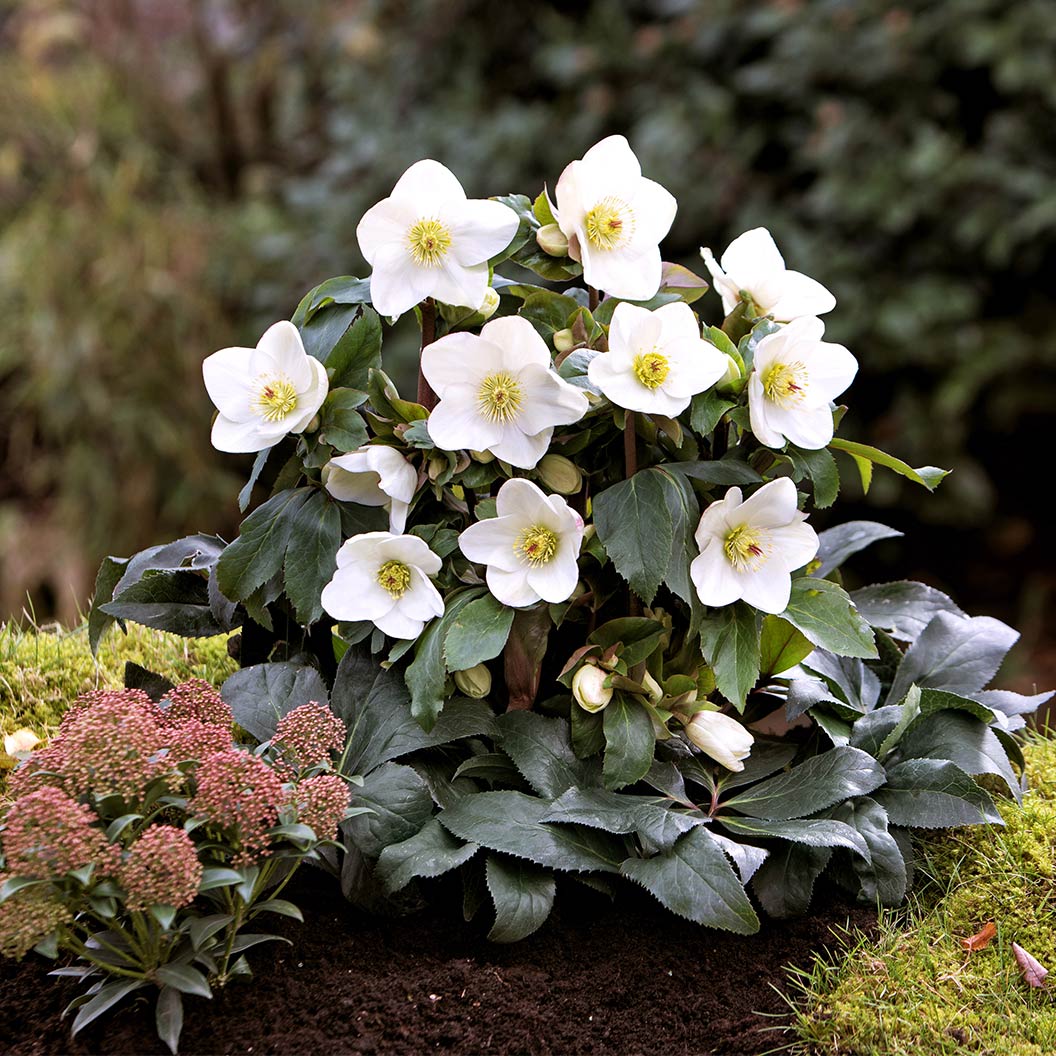 Hellebore Ice N Roses White (Helleborus ) - Ladybird Nursery