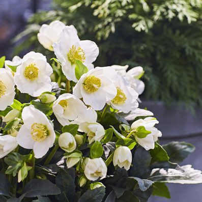 Hellebore Gold Collection ® Marlon (Helleborus ) - Ladybird Nursery