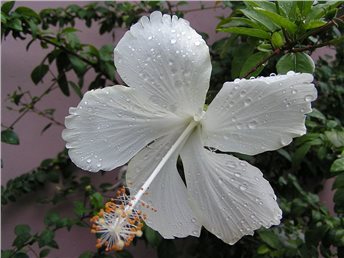Chinese Hibiscus Swan Lake (Hibiscus rosa-sinensis)