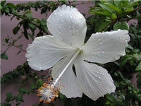 Hibiscus Swan Lake (Hibiscus rosa - sinensis) - Ladybird Nursery