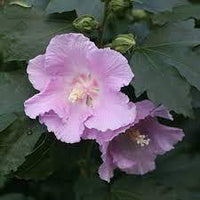 Hibiscus Petite Pink - Ladybird Nursery