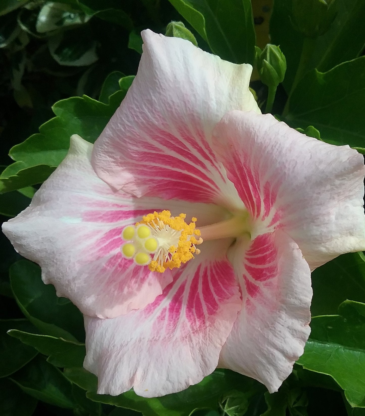 Chinese Hibiscus Pink Rays (Hibiscus rosa-sinensis)