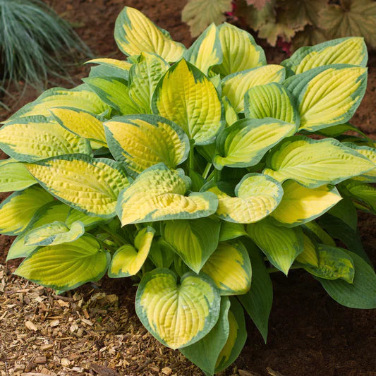 Plantain Thunderbolt Lily (Hosta )