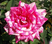Rose Candy Stripe 3 ft Standards (Rosa) - Ladybird Nursery