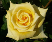 Rose Helmut Schmidt (Rosa)