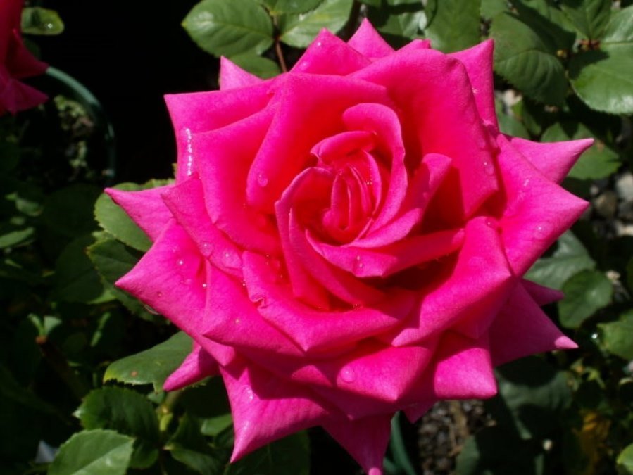Rose Kardinal 3 ft Standards (Rosa) - Ladybird Nursery