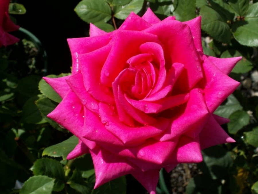 Rose Kardinal 3 ft Standards (Rosa)