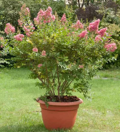 Crepe Myrtle Comanche (Lagerstroemia)