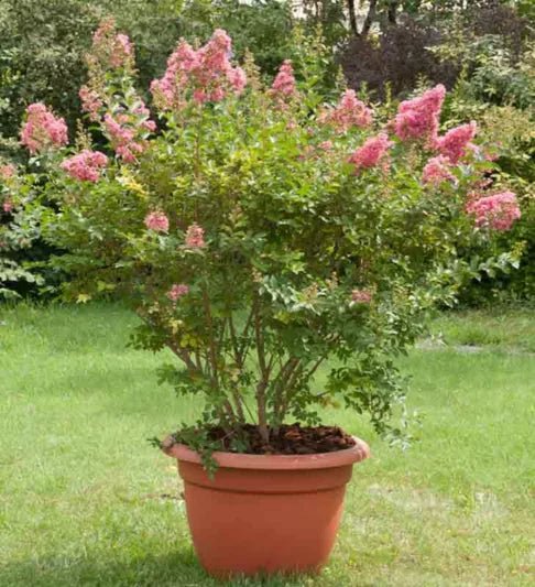 Crepe Myrtle Comanche (Lagerstroemia) - Ladybird Nursery