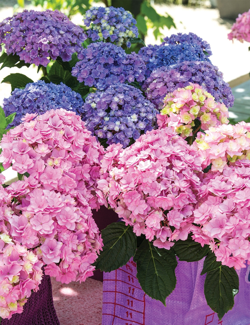 Hydrangea You and Me Desire