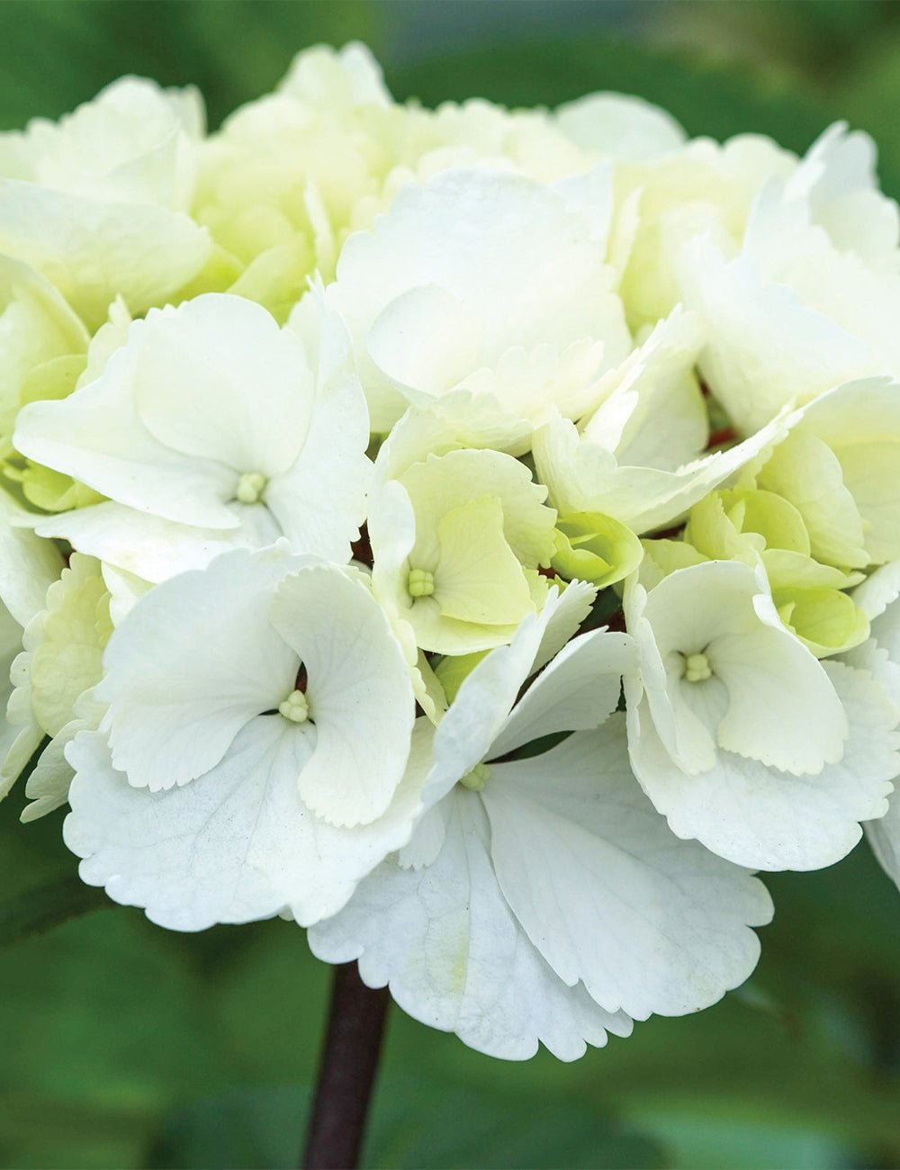 Hydrangea OBSIDIAN White Knight - Ladybird Nursery