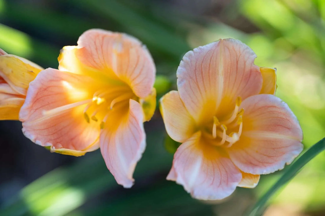 Daylily Stella Tangerine (Hemerocallis ) - Ladybird Nursery