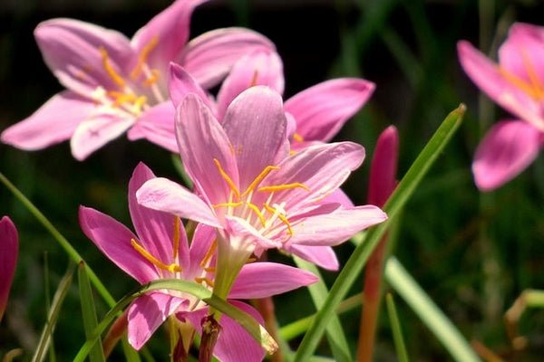 Zephyr Lily (Habranthus robusta) - Ladybird Nursery