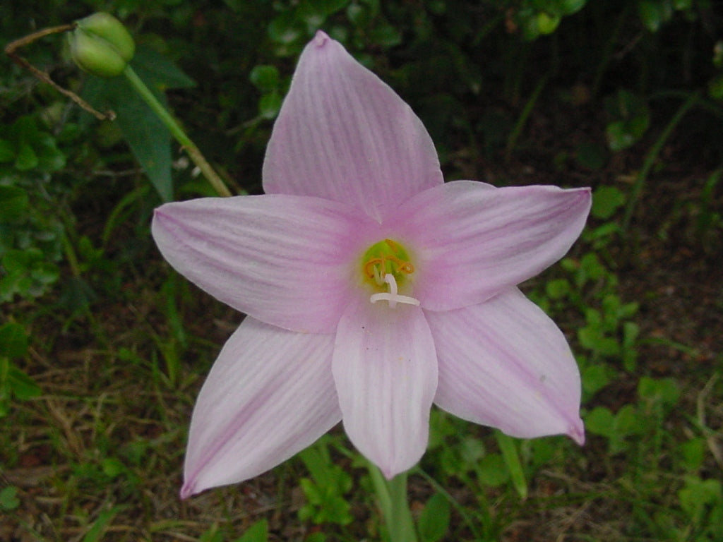 Zephyr Lily (Habranthus robusta)