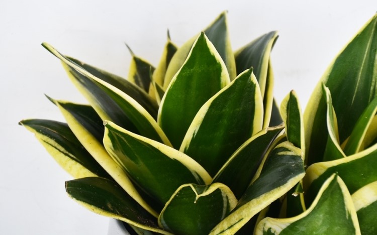 Snake Plant 'Lotus Hahnii'