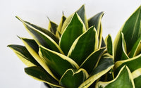 Snake Plant 'Lotus Hahnii'
