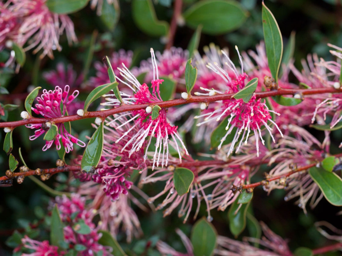 Hakea ‘Burrendong Beauty’ - Ladybird Nursery