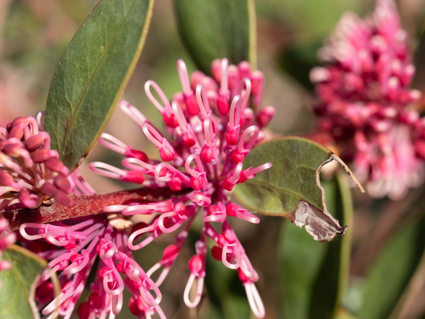 Hakea Beauty (Hakea Burrendong)