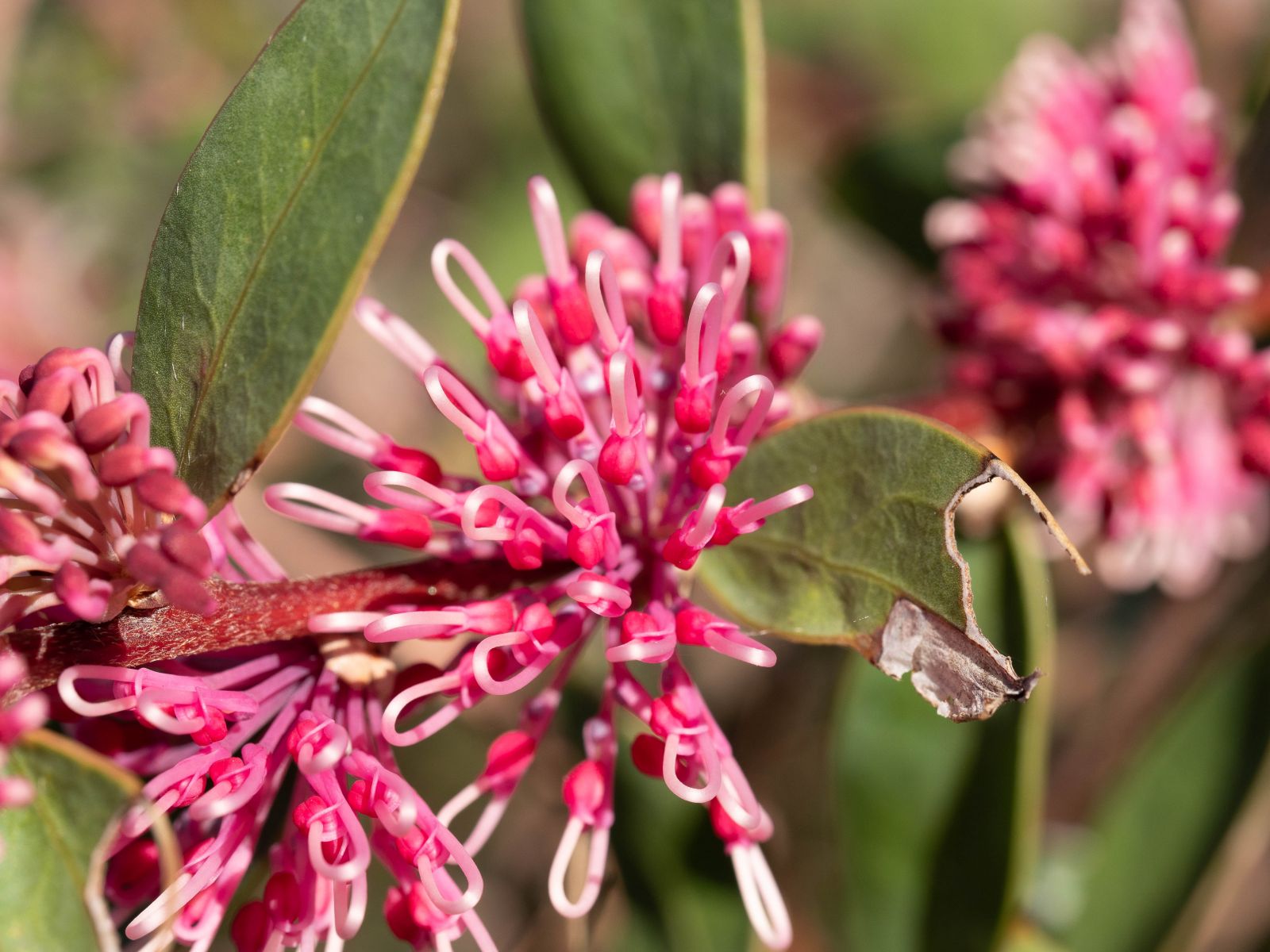 Hakea Beauty (Hakea Burrendong) - Ladybird Nursery