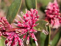 Hakea ‘Burrendong Beauty’