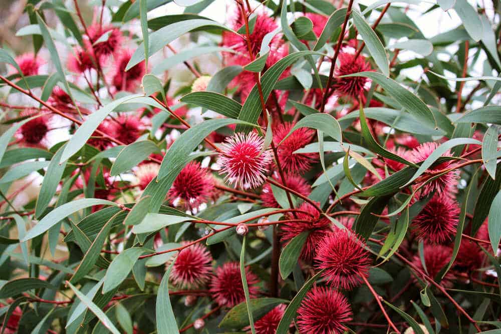 Pincushion Hakea (Hakea laurina) - Ladybird Nursery