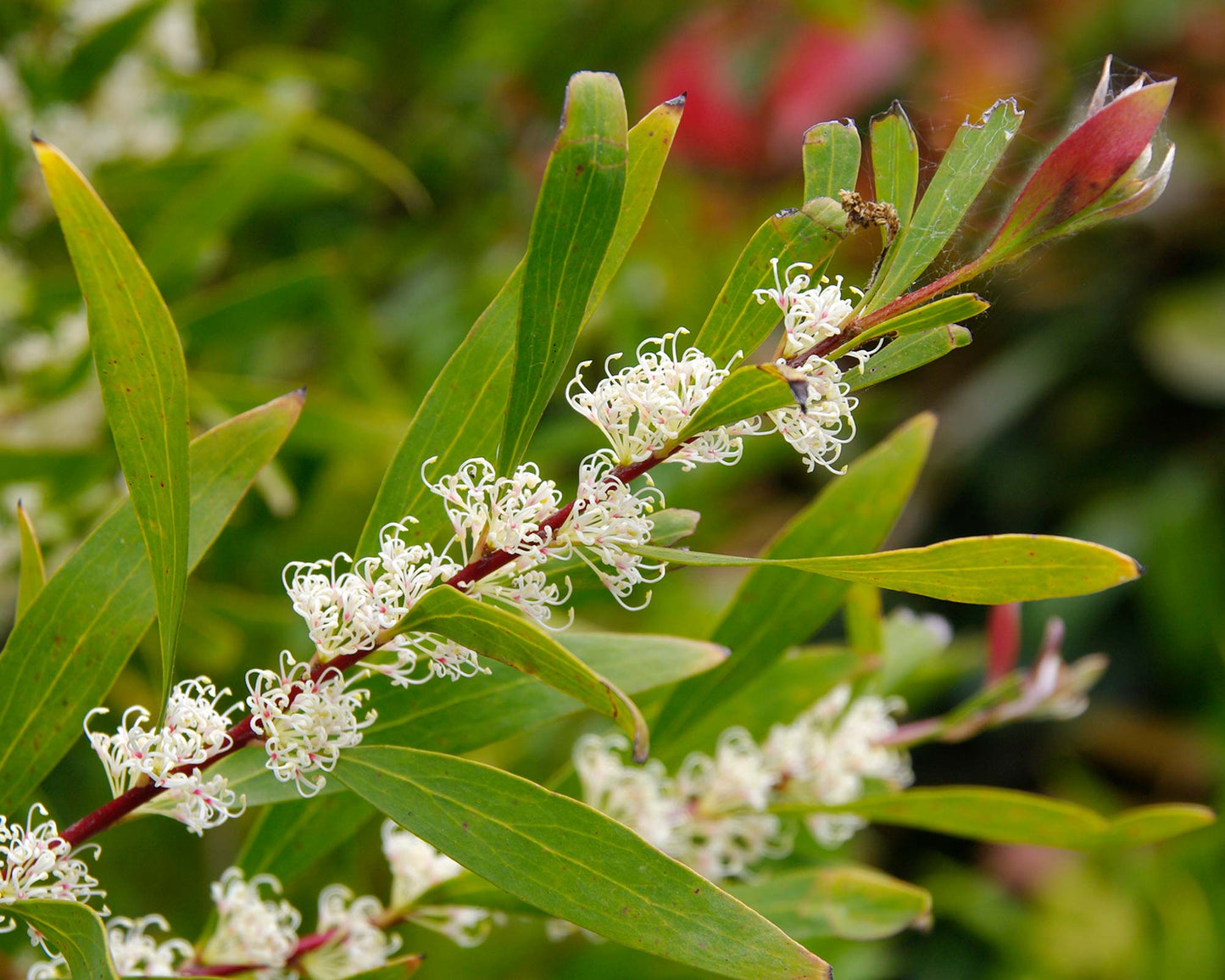 Willow-leaved Hakea (Hakea salicifolia)