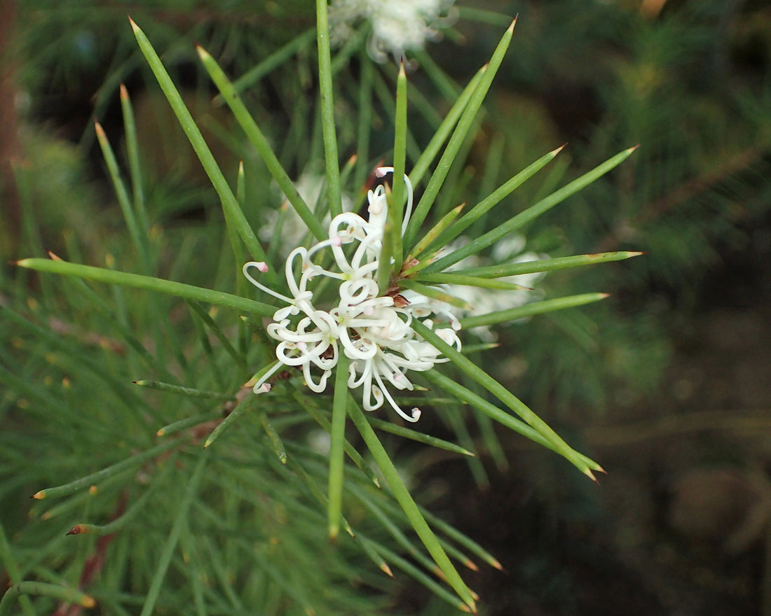 Silky Hakea White (Hakea sericea) - Ladybird Nursery
