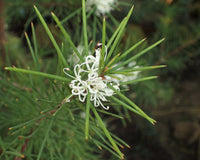 Silky Hakea White (Hakea sericea)