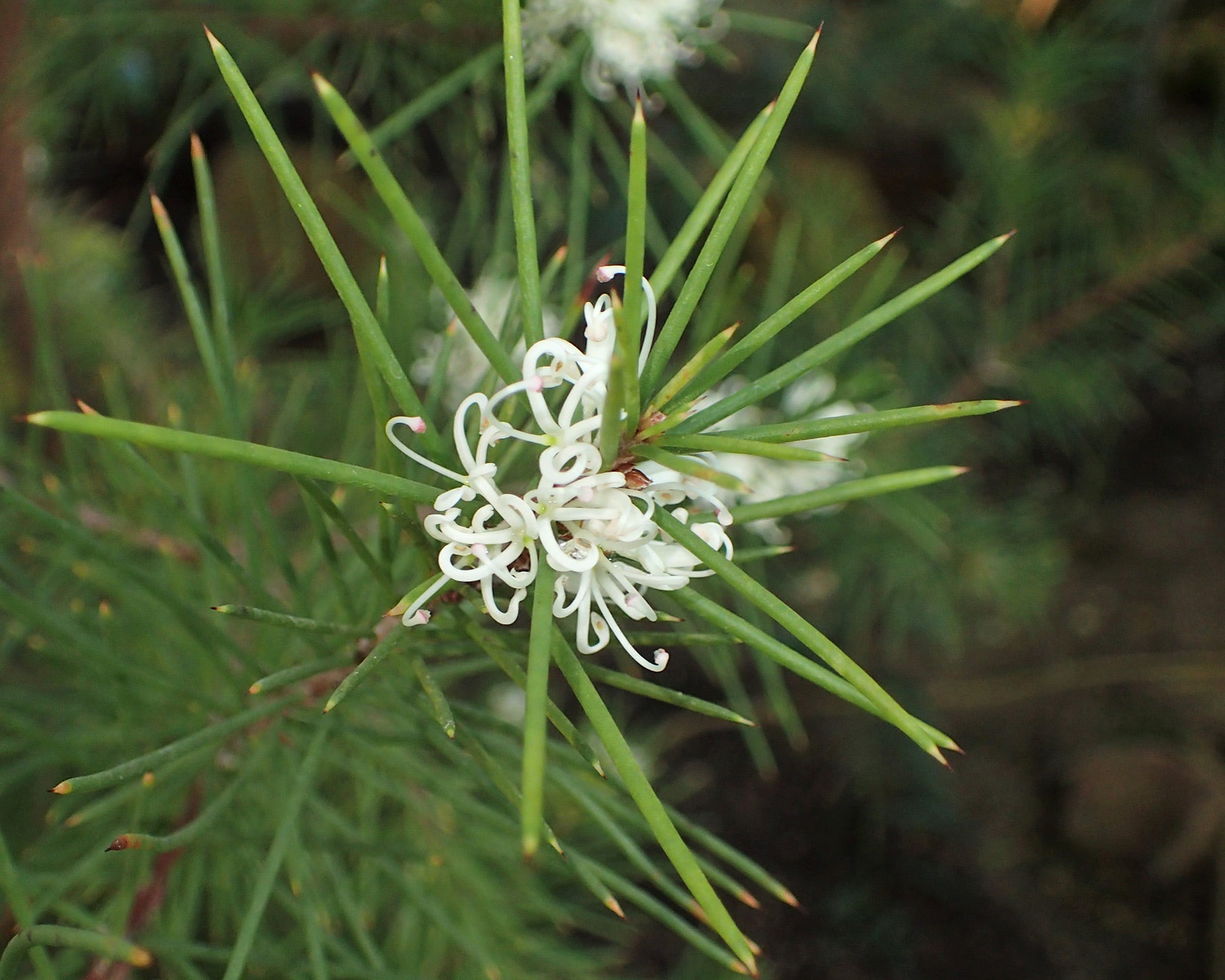 Silky Hakea White (Hakea sericea) - Ladybird Nursery