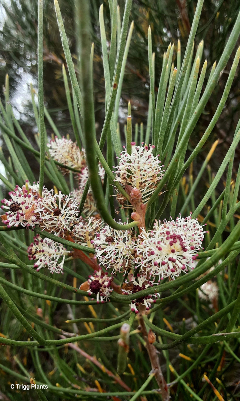 Sweet Hakea (Hakea drupacea)
