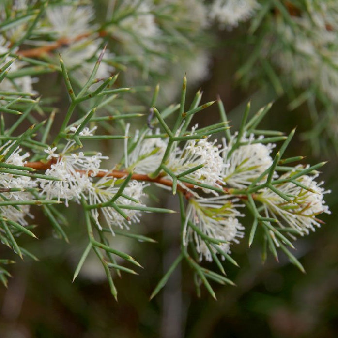 Honey Bush (Hakea lissocarpha) - Ladybird Nursery
