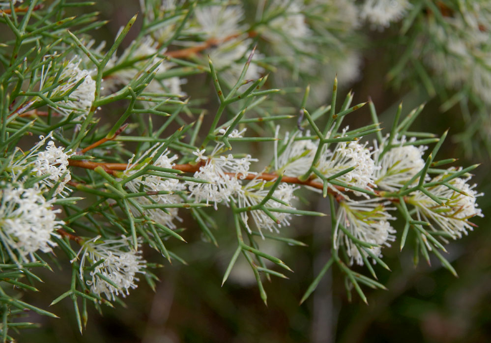 Honey Bush (Hakea lissocarpha)