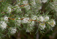 Honey Bush (Hakea lissocarpha)