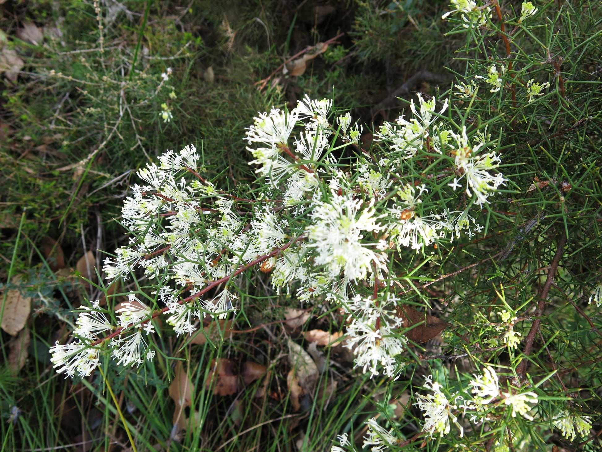 Honey Bush (Hakea lissocarpha)