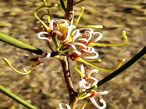 Cricket Ball Hakea (Hakea platysperma)