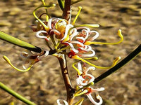 Cricket Ball Hakea (Hakea platysperma) - Ladybird Nursery