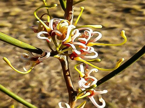 Cricket Ball Hakea (Hakea platysperma) - Ladybird Nursery