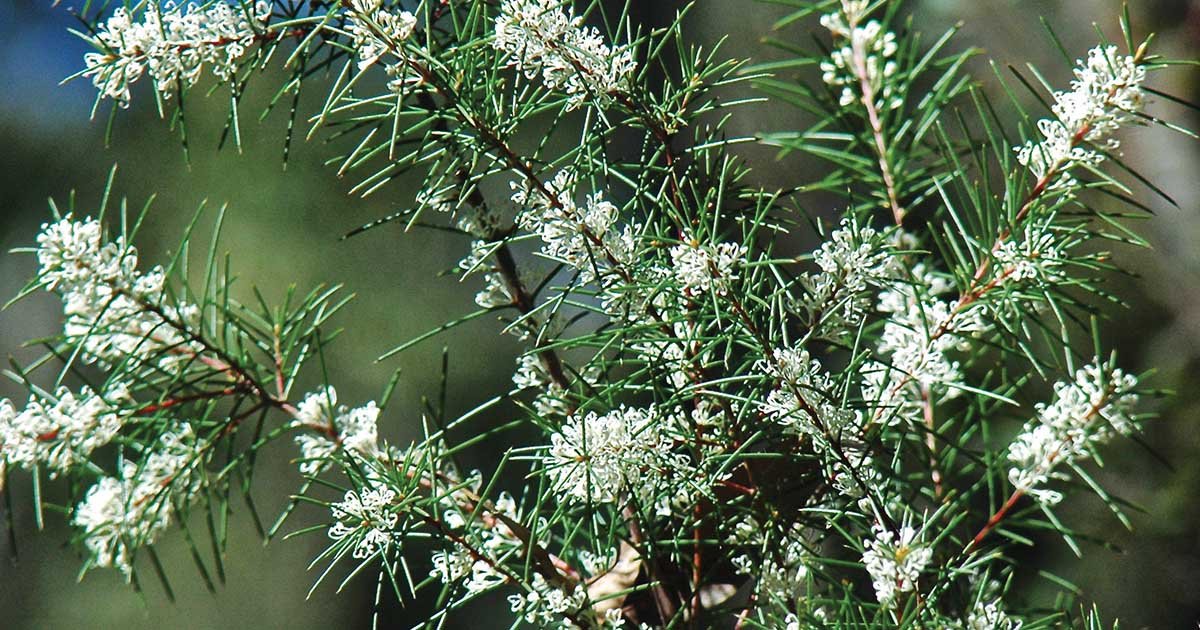 Silky Hakea White (Hakea sericea) - Ladybird Nursery