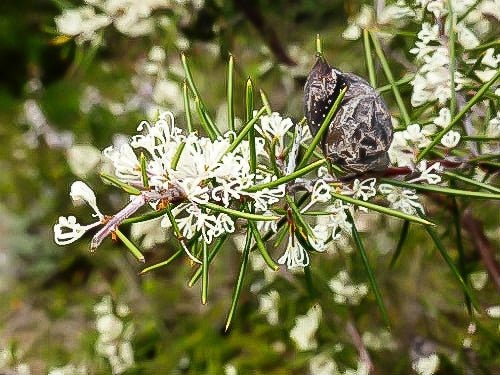 Silky Hakea Pink (Hakea sericea) - Ladybird Nursery