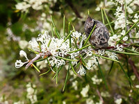 Silky Hakea Pink (Hakea sericea)