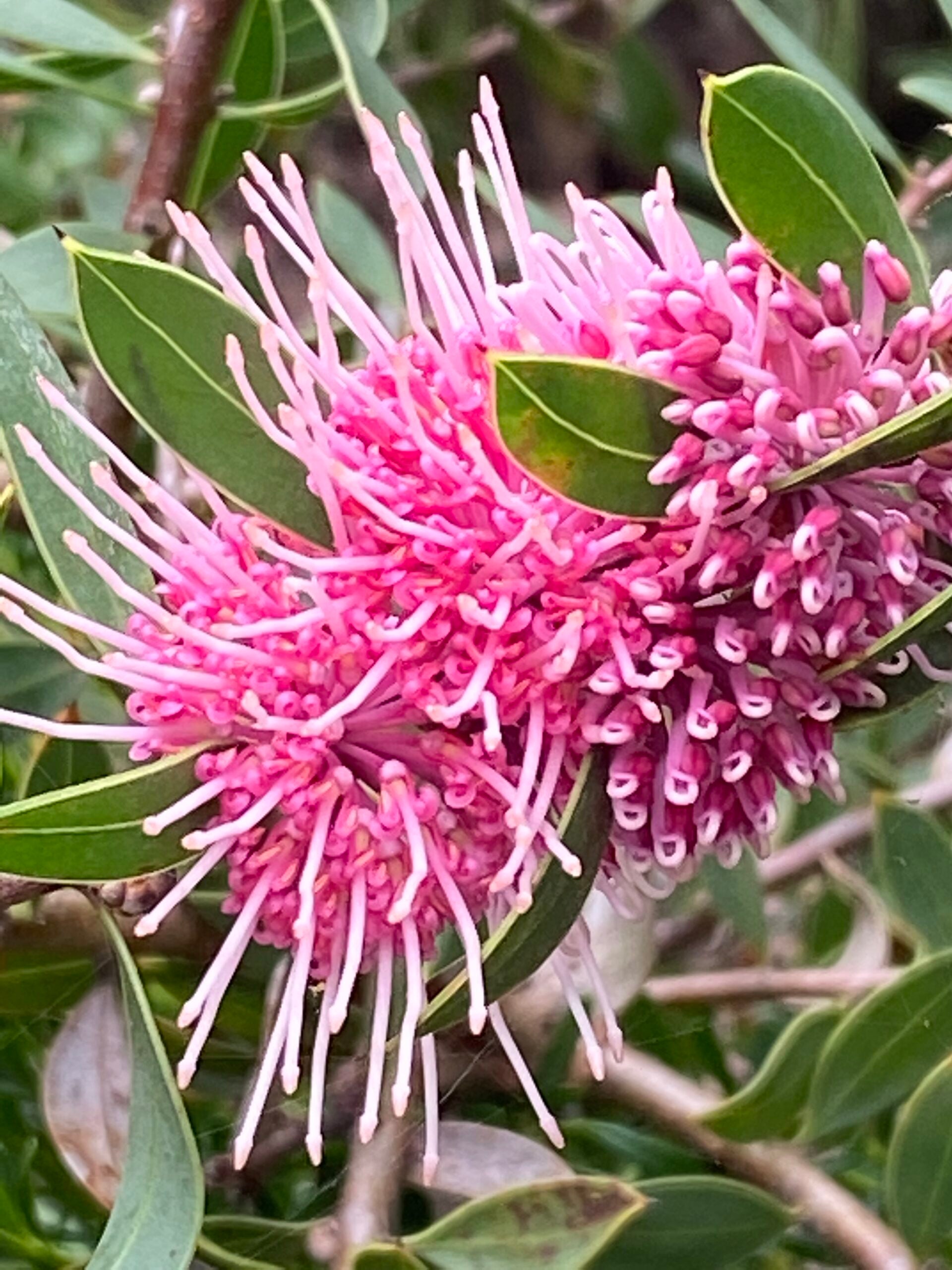 Hakea Beauty (Hakea Burrendong)