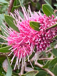 Hakea Beauty (Hakea Burrendong)