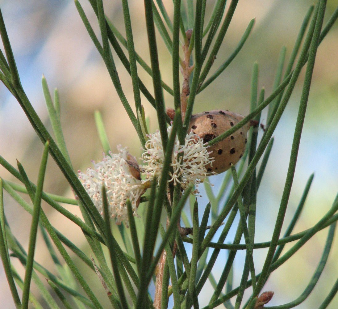 Sweet Hakea (Hakea drupacea) - Ladybird Nursery