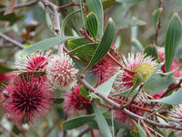 Pincushion Hakea Stockdale Sensation (Hakea laurina)