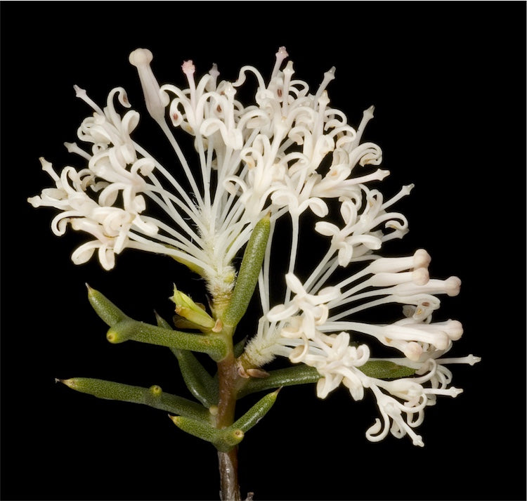 Honey Bush (Hakea lissocarpha)