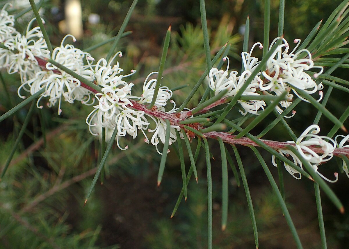 Silky Hakea White (Hakea sericea)