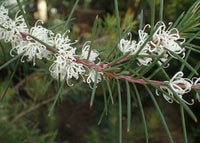 Silky Hakea White (Hakea sericea) - Ladybird Nursery