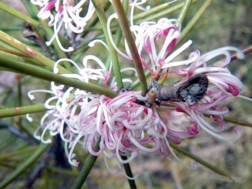Silky Hakea Pink (Hakea sericea)