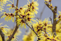 Witch Hazel intermedia Arnold Promise (Hamamelis x)