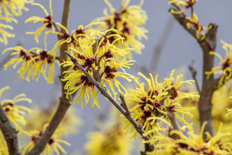 Witch Hazel intermedia Arnold Promise (Hamamelis x)